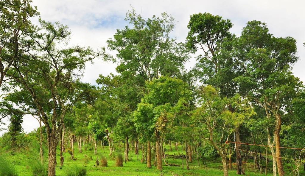 Punarjani Ayurvedic Resorts Ramakkalmedu Exterior foto